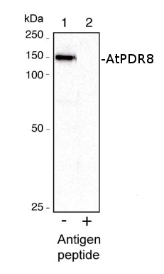 western blot detection using anti-PDR8 antibodies